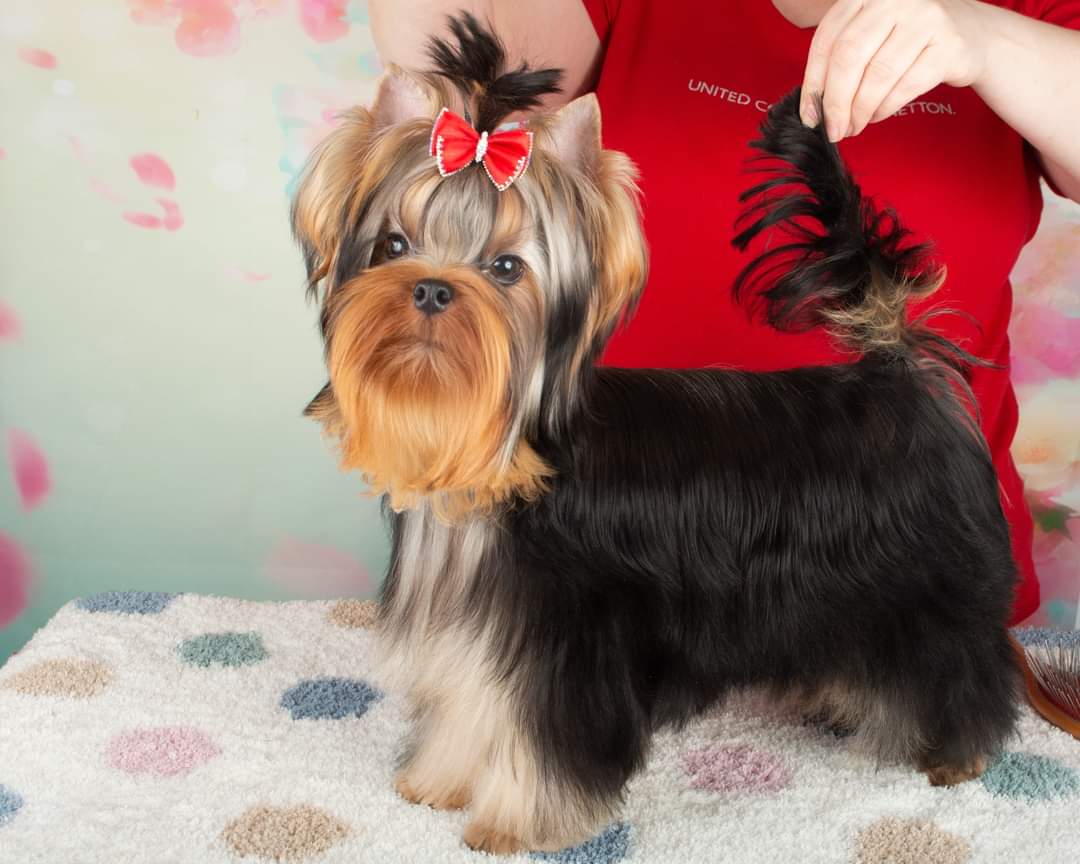 Laranta LARANTA CAPULETTI &mdash; Labaza DogPedigree YorkshireTerrier